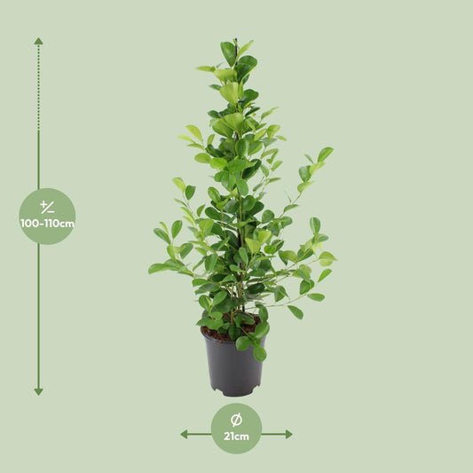 Ficus microcarpa Moclame – Ø21cm ↕95cm | Easy maintenance