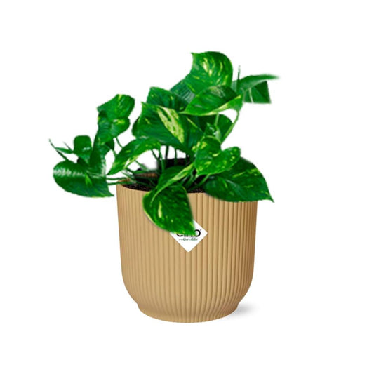 Epipremnum Pinnatum 'Aureum' in ELHO Vibes Fold 14cm yellow | Golden climbing friend – Average maintenance