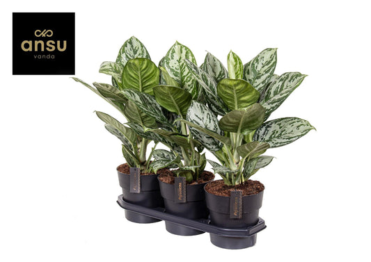 Aglaonema 'Jungle Silver' – Ø19cm ↕60cm | Silver Shadow Prince – Easy Care