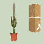 Euphorbia trigona ‘Rubra’ – Ø17cm ↕70cm | Burgundy wolkenkrabber – Makkelijk onderhoud