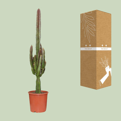 Euphorbia trigona 'Rubra' – Ø17cm ↕70cm | Burgundy Skyscraper – Easy Care