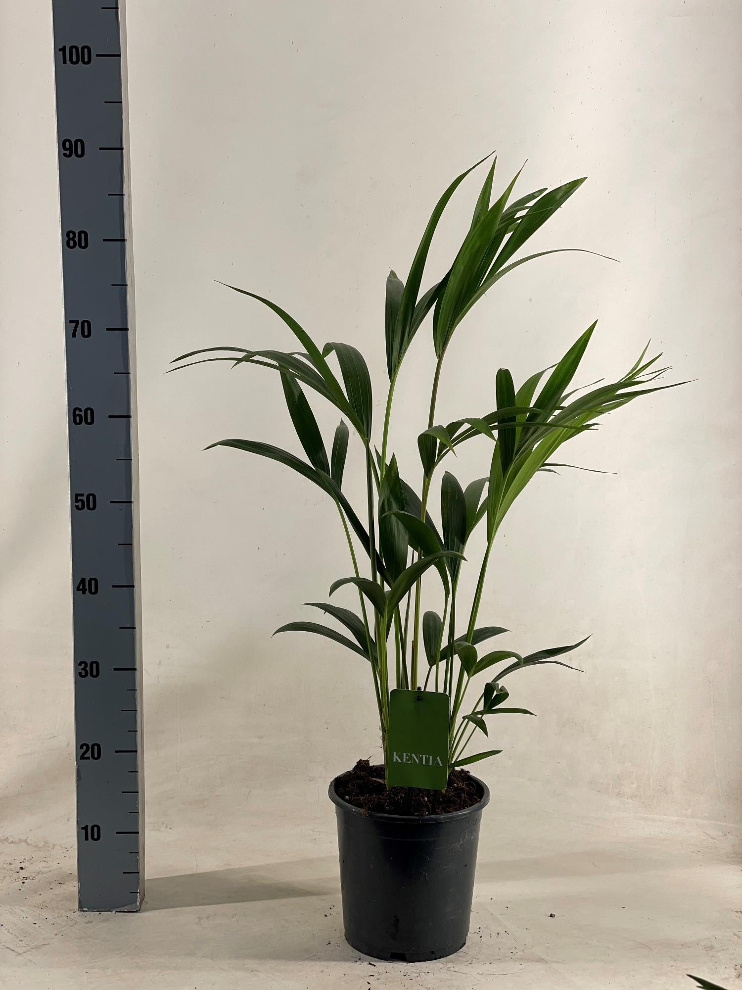 Howea forsteriana – Ø19cm ↕90cm | Kentia palm: discreet luxury – easy maintenance