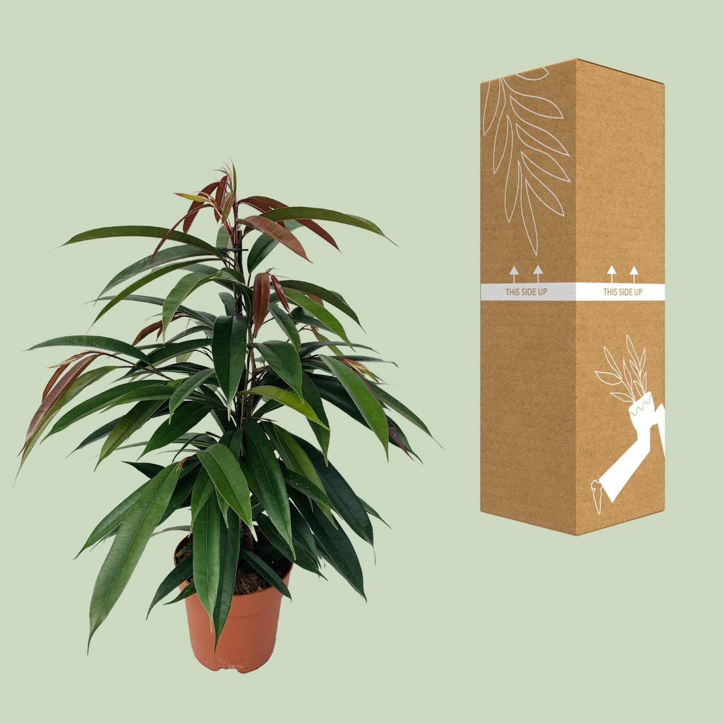 Ficus 'Amstel King' P17 – Ø17cm ↕75cm | Average maintenance
