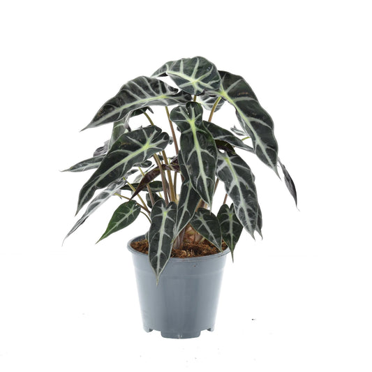 Alocasia Bambino Arrow – Ø14cm ↕40cm | The mini spear carrier – Average maintenance