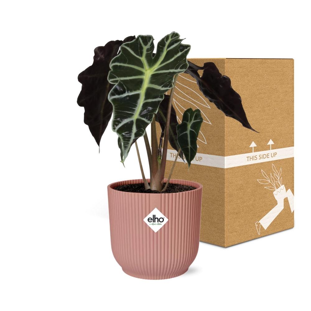 Alocasia 'Polly' in ELHO Vibes Fold 14cm – Pink | Average maintenance