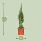 Euphorbia trigona – Ø17cm ↕70cm | Groen modern totem – Makkelijk onderhoud