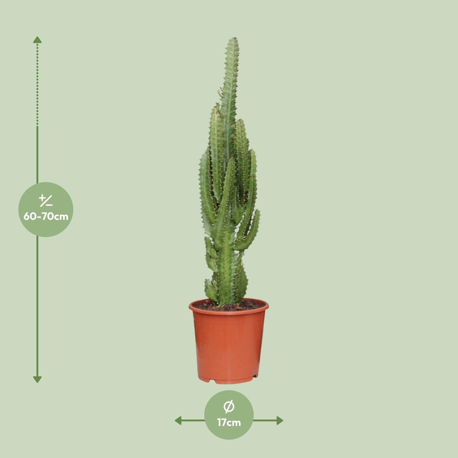 Euphorbia trigona – Ø17cm ↕70cm | Groen modern totem – Makkelijk onderhoud