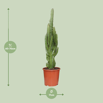 Euphorbia trigona – Ø17cm ↕70cm | Green modern totem – Easy maintenance