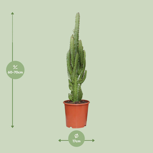 Euphorbia trigona – Ø17cm ↕70cm | Green modern totem – Easy maintenance