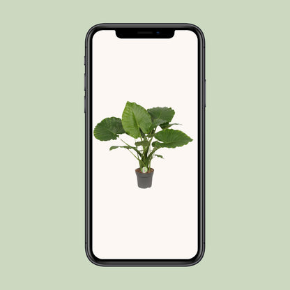 Alocasia Gageana 'California' (Elephant Ear) – Ø21cm ↕80cm | Average maintenance