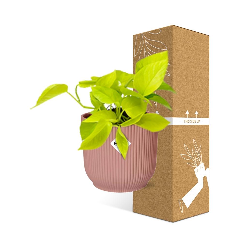 Epipremnum Pinnatum 'Golden Pothos' in ELHO Vibes Fold 14 cm pink