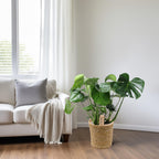 Monstera in Natural Basket – Ø21cm ↕60cm | Average maintenance