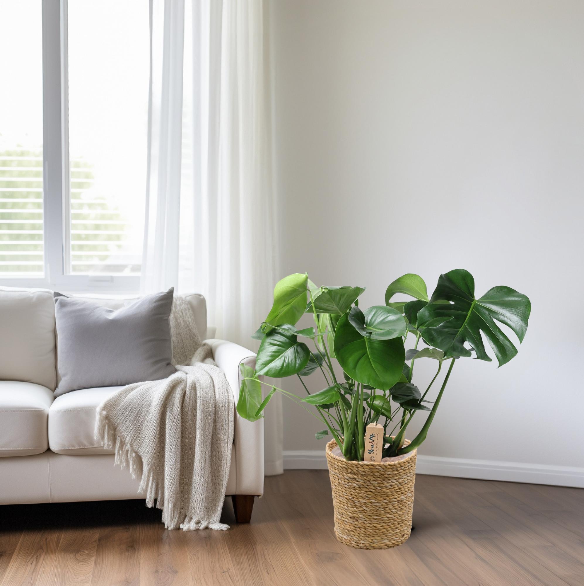 Monstera in Natural Basket – Ø21cm ↕60cm | Average maintenance