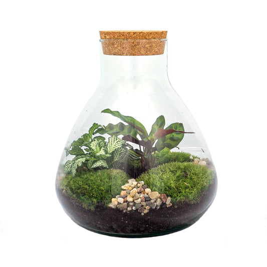 🌿 DIY Terrarium Sammie – 27 cm