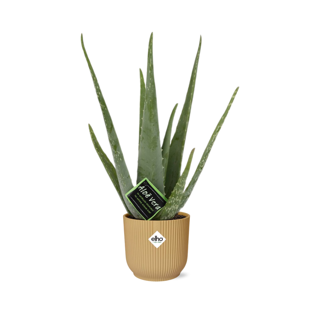 Aloe Vera 12cm in ELHO Vibes Fold 14cm yellow | The down-to-earth nurse – Easy maintenance
