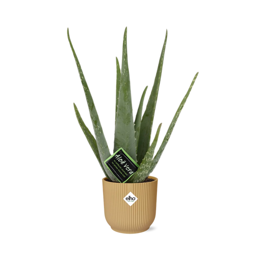 Aloe Vera 12cm in ELHO Vibes Fold 14cm yellow | The down-to-earth nurse – Easy maintenance