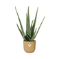 Aloe Vera 12cm in ELHO Vibes Fold 14cm yellow | The down-to-earth nurse – Easy maintenance