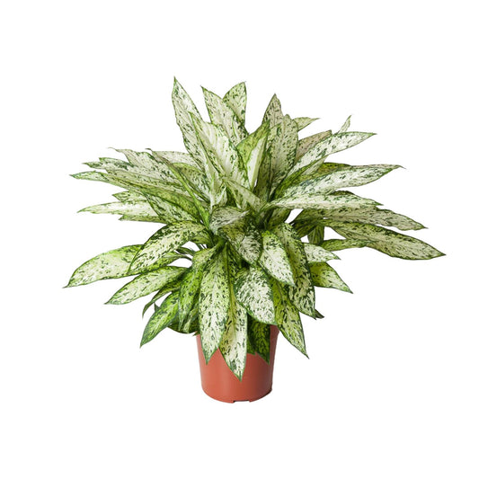 Dieffenbachia Vesuvius - Ø27cm - ↕80cm | The volcano in velvet – Average maintenance