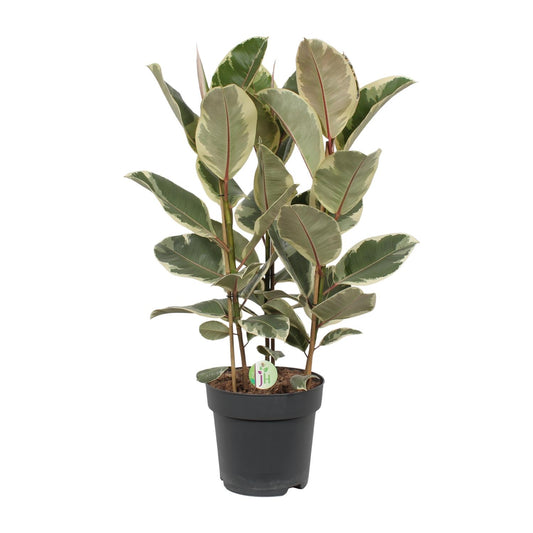 Ficus Tineke – Ø27cm ↕85cm | Easy maintenance