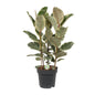 Ficus Tineke – Ø27cm ↕85cm | Easy maintenance