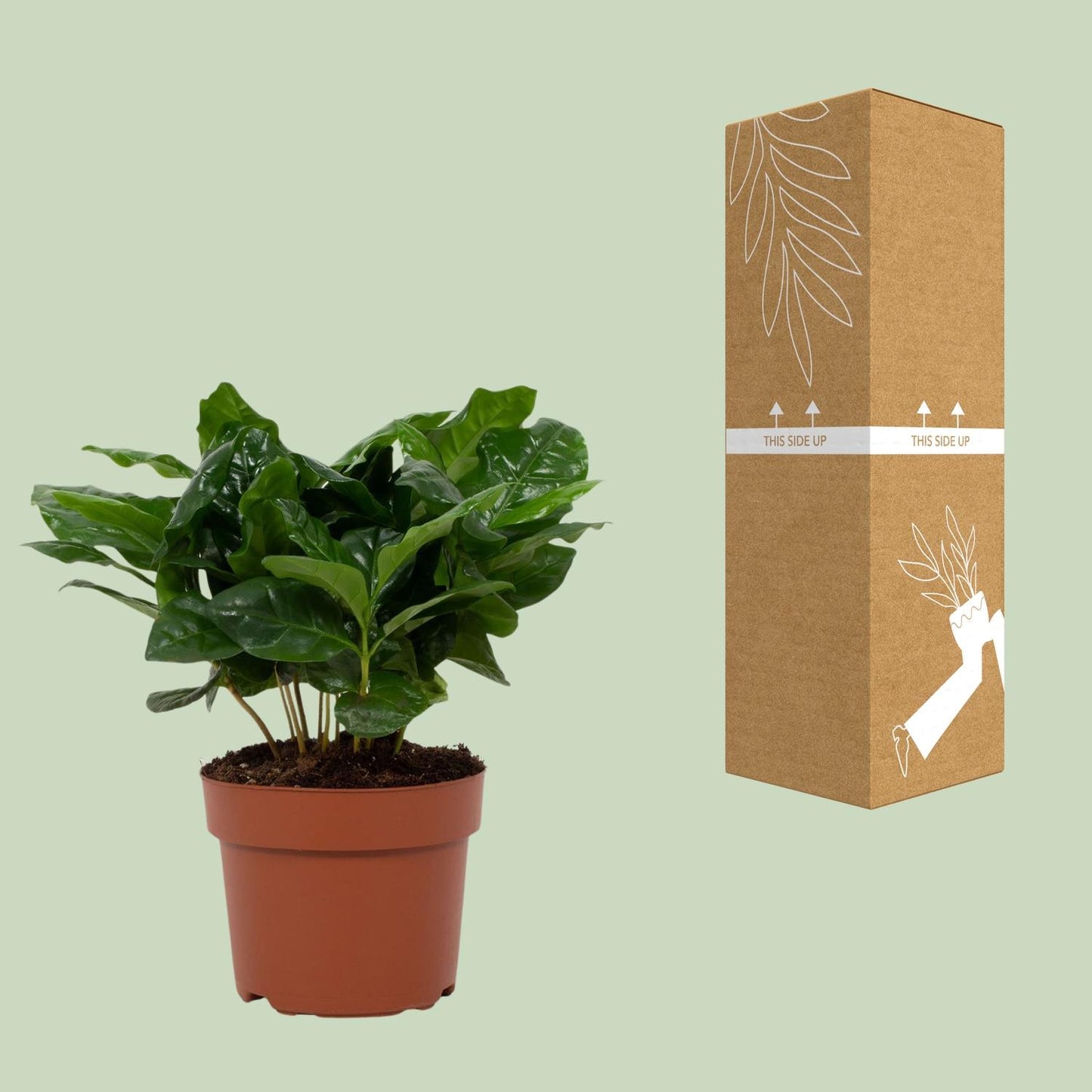 Coffea arabica 12cm – Ø12cm ↕22cm | Average maintenance