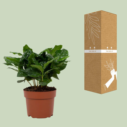 Coffea arabica 12cm – Ø12cm ↕22cm | Average maintenance