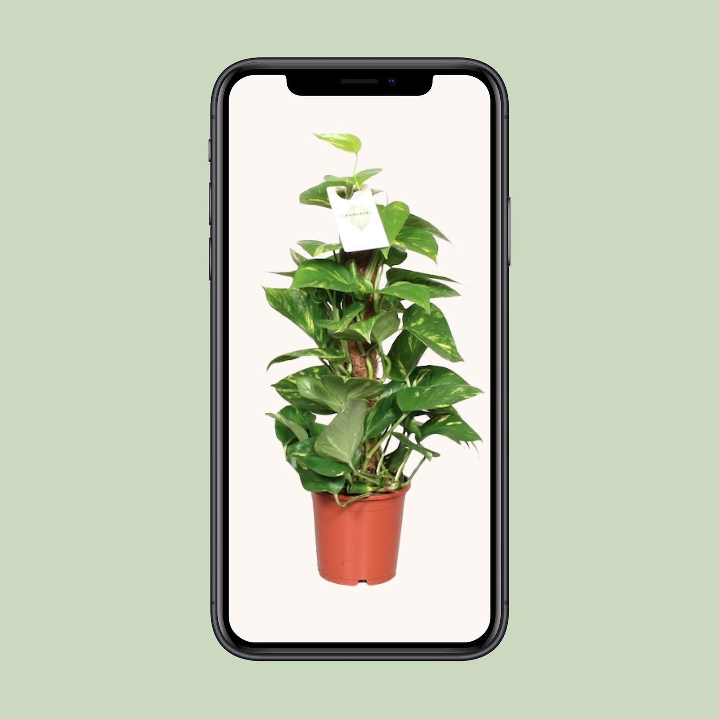 Epipremnum pinnatum on moss pole – Ø15cm ↕60cm | Easy maintenance