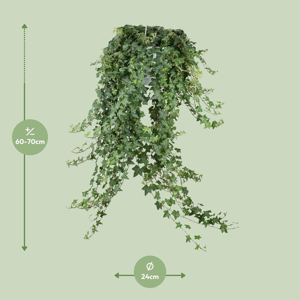 Hedera Ivy – Hanging Ivy Houseplant Ø24 cm ↕70 cm
