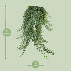 Hedera Ivy – Hanging Ivy Houseplant Ø24 cm ↕70 cm