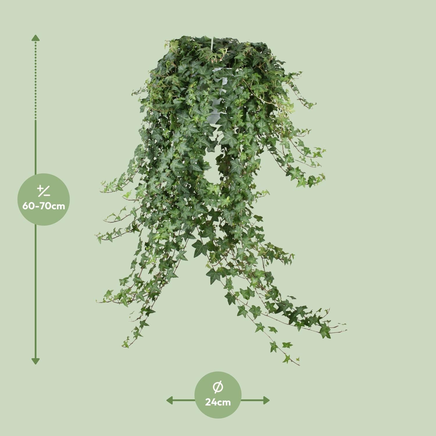 Hedera Ivy – Hanging Ivy Houseplant Ø24 cm ↕70 cm
