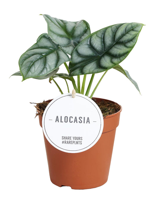 Alocasia 'Silver Dragon' – Ø12cm ↕25cm | Average maintenance