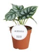 Alocasia 'Silver Dragon' – Ø12cm ↕25cm | Average maintenance