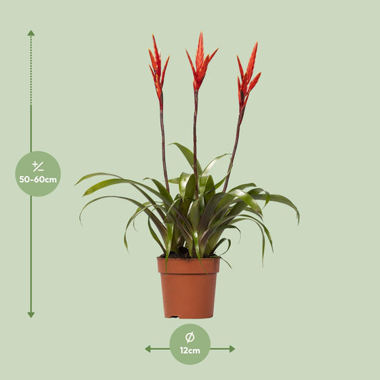 Vriesea Elan Tuft – Ø12cm ↕55cm | Easy maintenance