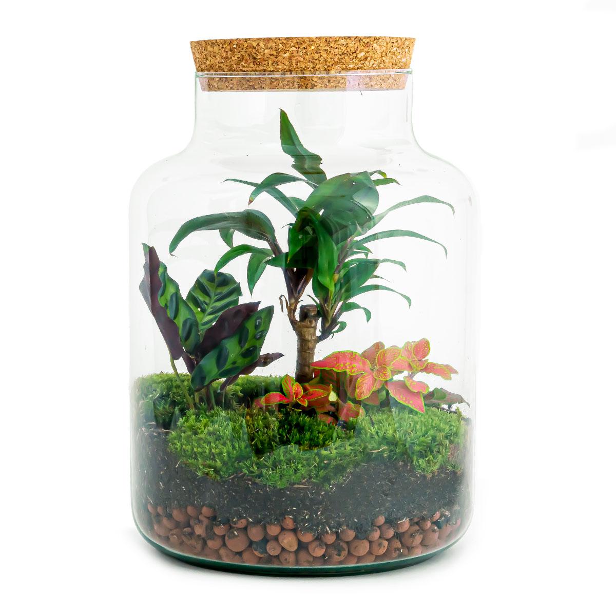 🪴 DIY Terrarium Milky Palm – 30 cm