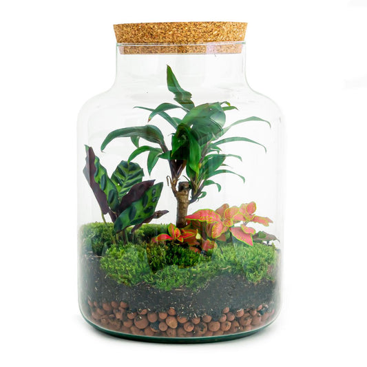 🪴 DIY Terrarium Milky Palm – 30 cm