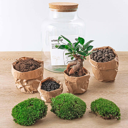 🌿🛠️ DIY Terrarium Milky – With bonsai – 30 cm – Including rake, shovel &amp; tweezers