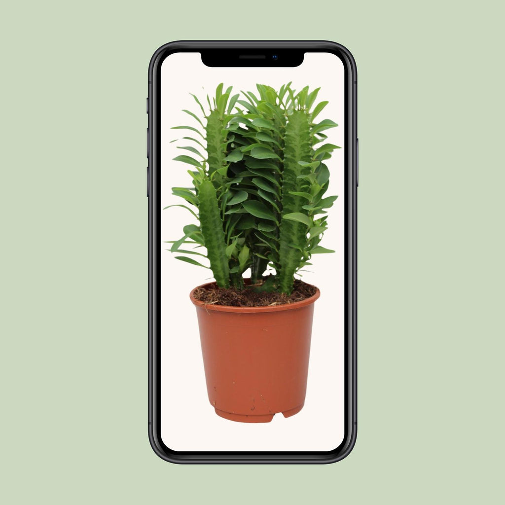 Euphorbia trigona (Afrikaanse Melkboom) – Ø12cm ↕40cm | Makkelijk onderhoud