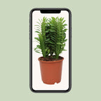 Euphorbia trigona (Afrikaanse Melkboom) – Ø12cm ↕40cm | Makkelijk onderhoud