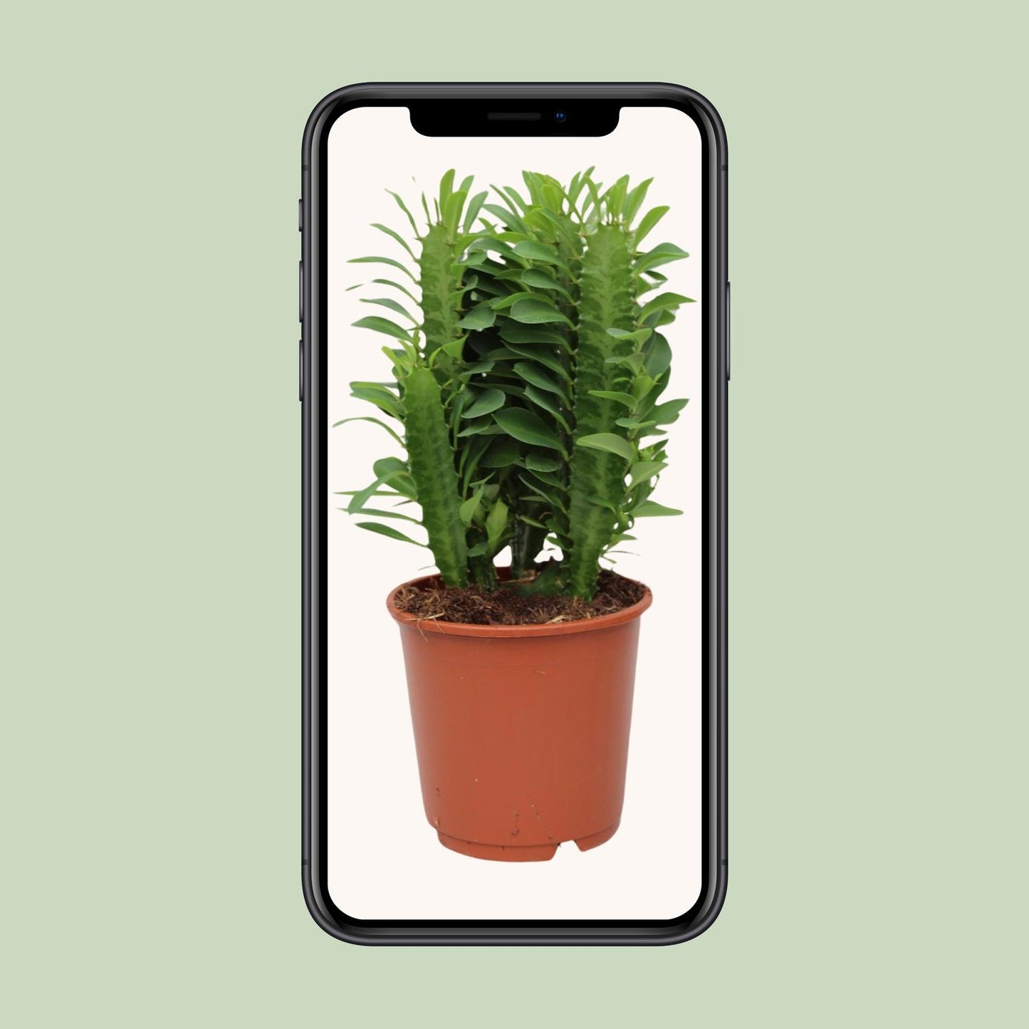 Euphorbia trigona (African Milk Tree) – Ø12cm ↕40cm | Easy maintenance