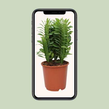 Euphorbia trigona (African Milk Tree) – Ø12cm ↕40cm | Easy maintenance