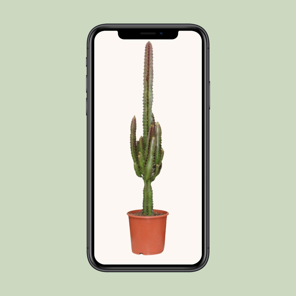 Euphorbia trigona ‘Rubra’ – Ø17cm ↕70cm | Burgundy wolkenkrabber – Makkelijk onderhoud