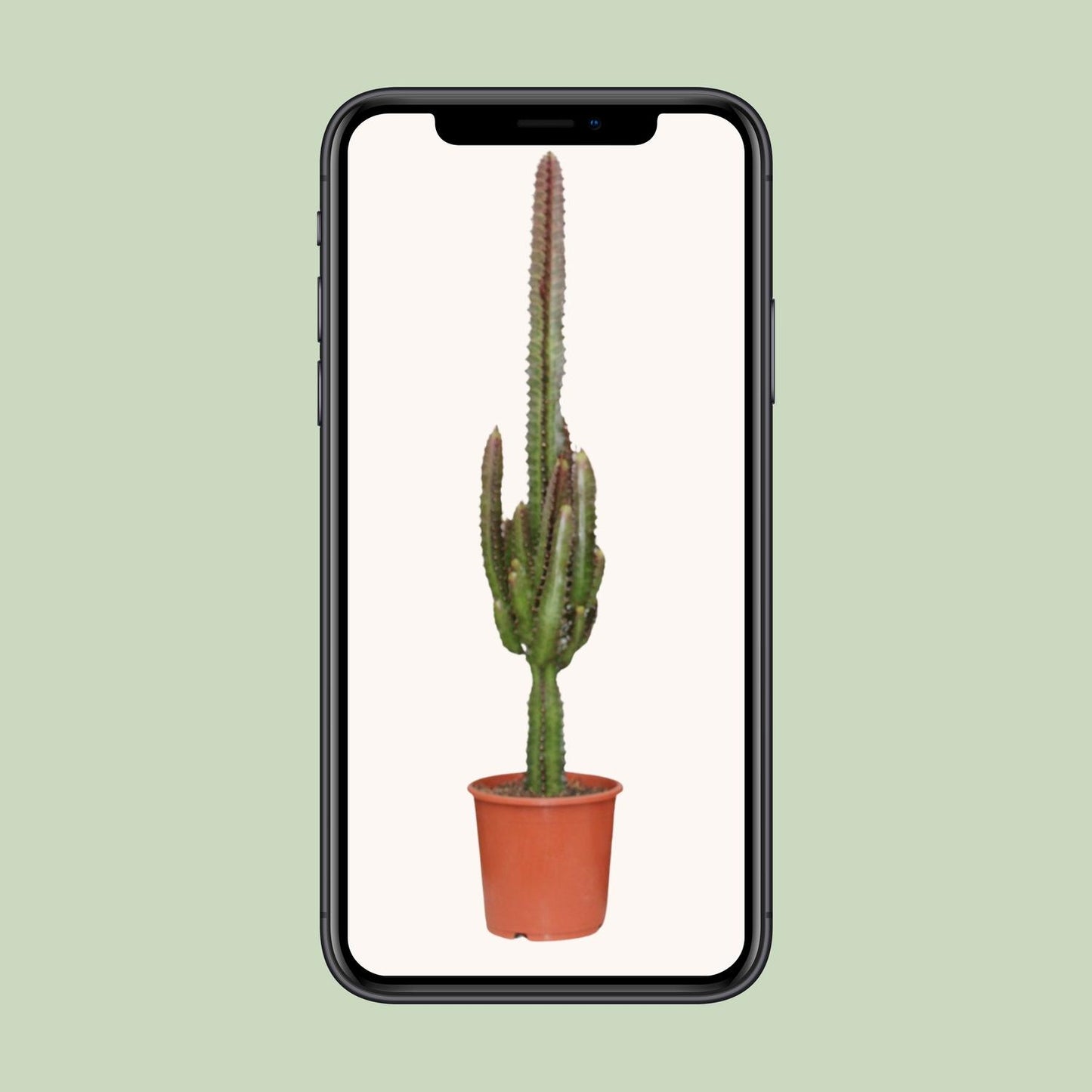 Euphorbia trigona 'Rubra' – Ø17cm ↕70cm | Burgundy Skyscraper – Easy Care