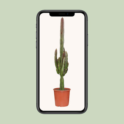 Euphorbia trigona 'Rubra' – Ø17cm ↕70cm | Burgundy Skyscraper – Easy Care