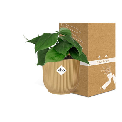 Epipremnum Pinnatum 'Golden Pothos' in ELHO Vibes Fold 14cm yellow | Golden glider – Easy care