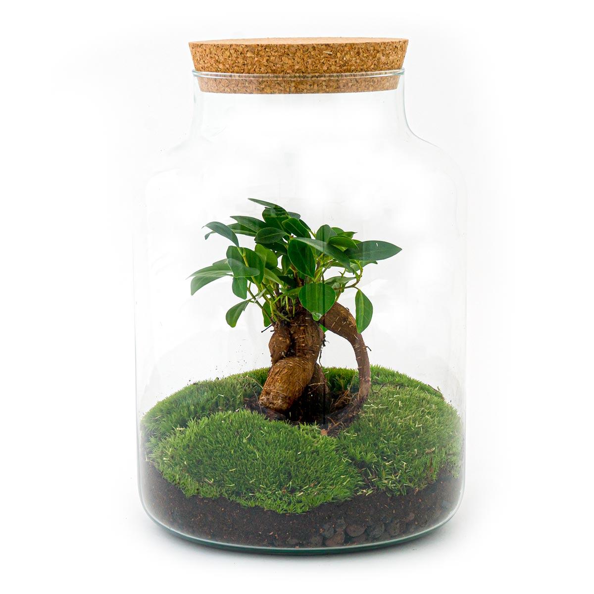 🌿🛠️ DIY Terrarium Milky – With bonsai – 30 cm – Including rake, shovel &amp; tweezers