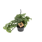 Monstera Monkey - Ø14cm - ↕30cm | The jungle ninja with holes – Easy maintenance