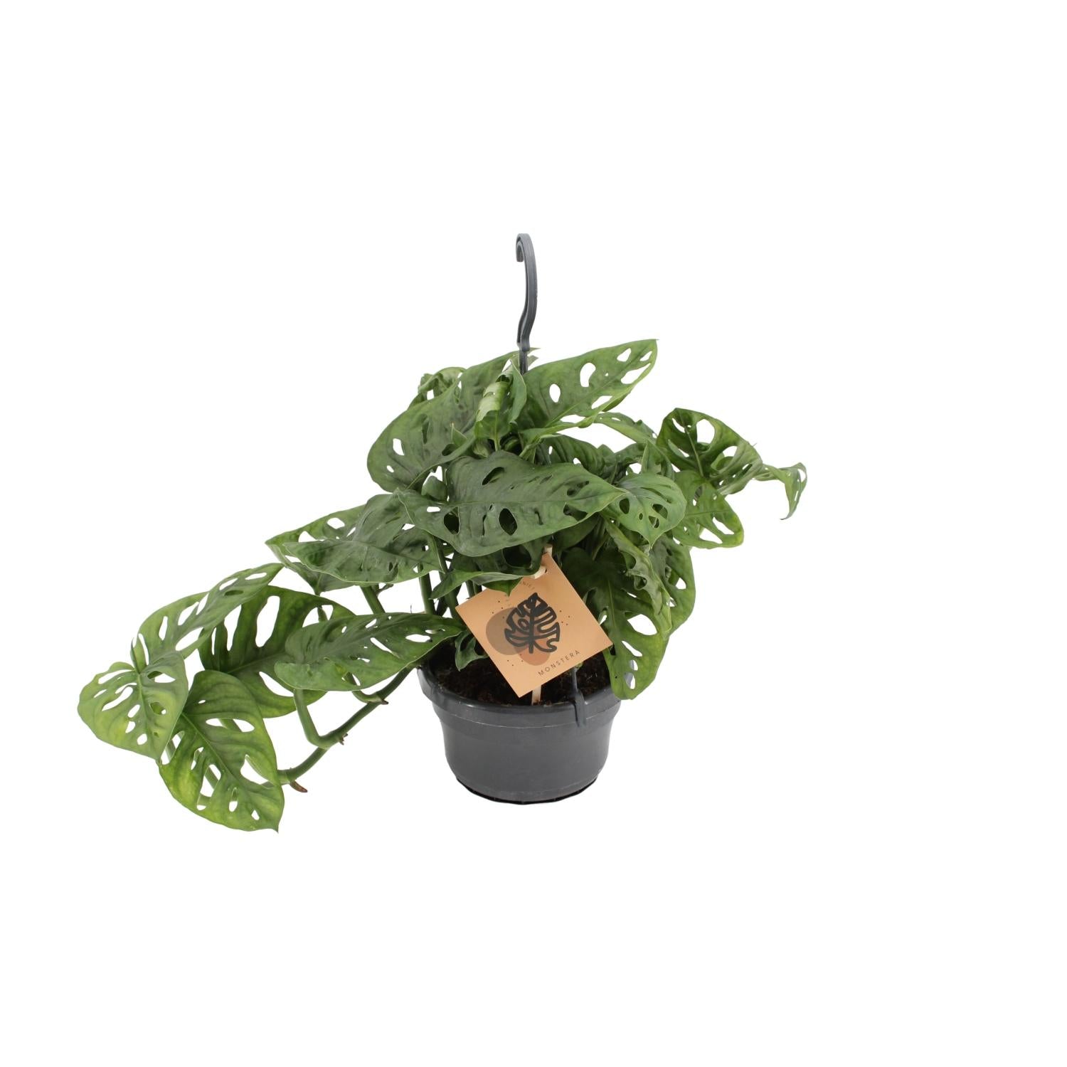 Monstera Monkey - Ø14cm - ↕30cm | The jungle ninja with holes – Easy maintenance
