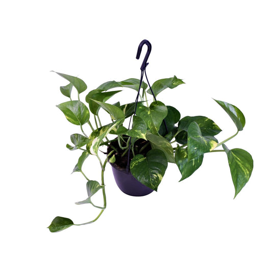 Epipremnum Aureum – Scindapsus Houseplant Ø15 cm ↕30 cm