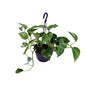 Epipremnum Aureum – Scindapsus Houseplant Ø15 cm ↕30 cm