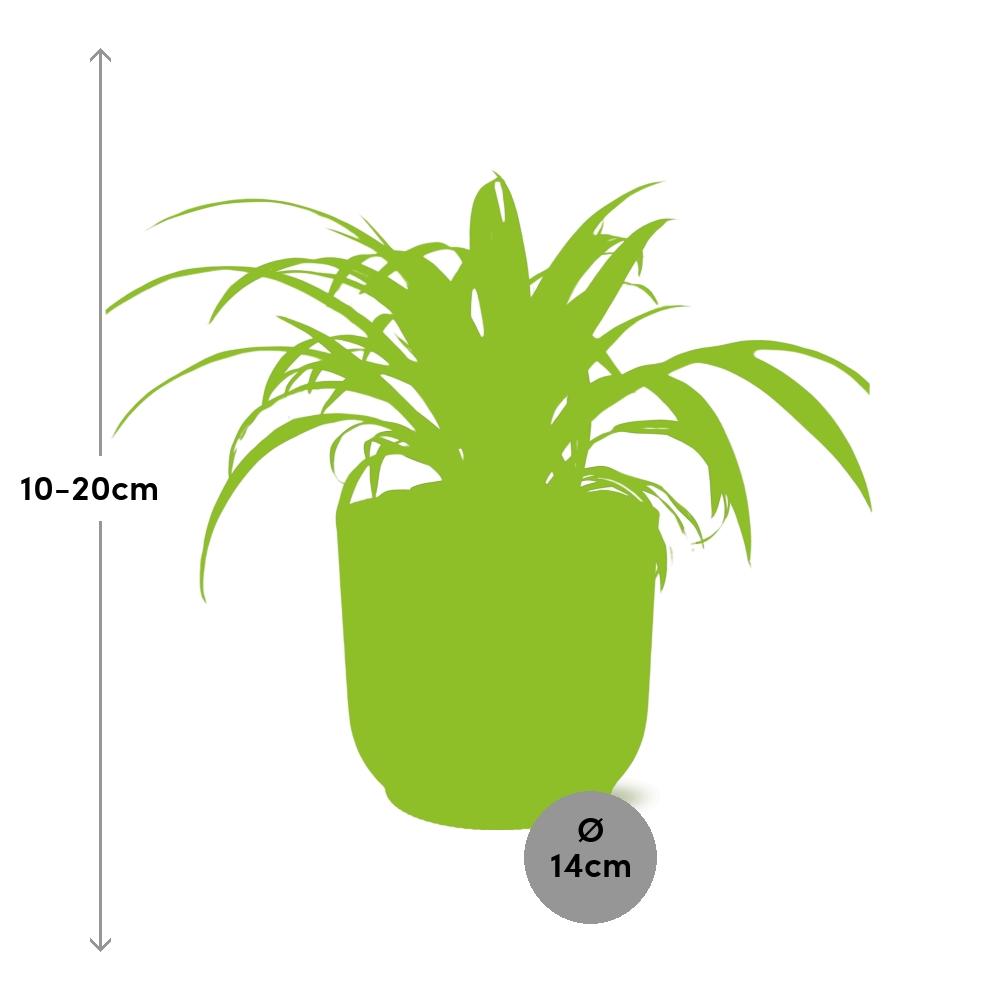 Chlorophytum comosum 'Variegatum' in ELHO Vibes Fold 14cm pink | Swinging shoots – Easy care